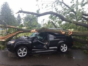Во Львовской области Mitsubishi привалило деревом: пассажиров машины срочно госпитализировали