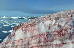 В Антарктиде снег окрасился в кровавый цвет: зрелищные фото