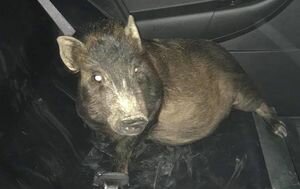 В США мужчина обратился в полицию, потому что его преследовала свинья 