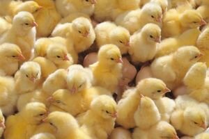 Нашествие цыплят в Грузии: тысячи птенцов вылупились из выброшенных яиц и заполонили свалку (видео)