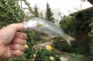 В Испании агрессивная рыба покусала двух детей и женщину: подробности 