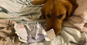 Пес погрыз документы хозяйки и тем самым спас ее от коронавируса