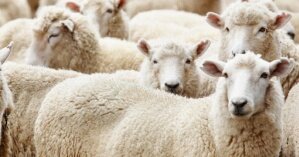 В Испании пастухи решили прогнать по улицам города огромное стадо овец