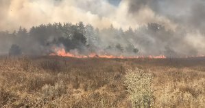 В Луганской области потушили пожары, но лес продолжает тлеть