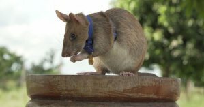 Британцы вручили крысе из Камбоджи медаль за отвагу