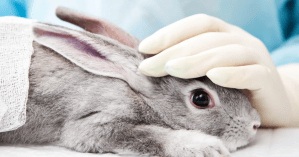 В Украине запретили тестировать косметику на животных